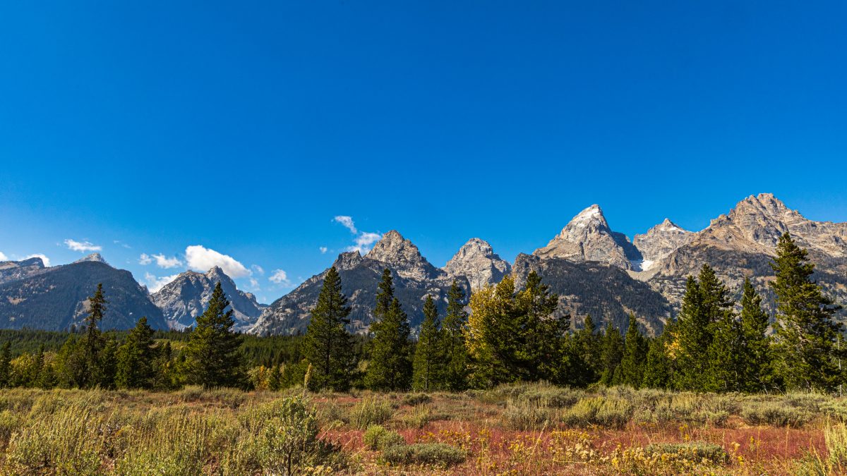 The Tetons and the Meadow